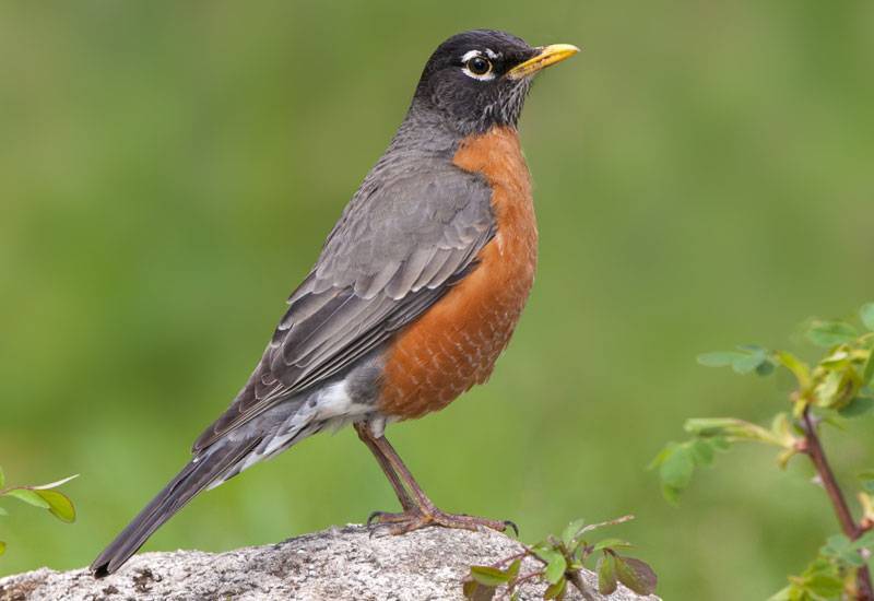 Robin, Migration, Diet & Habitat