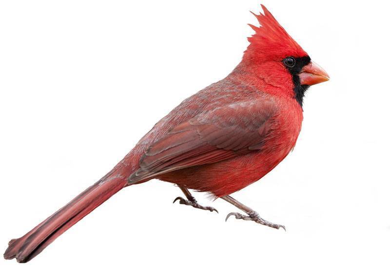 Cardinal, Bird, Description, & Facts