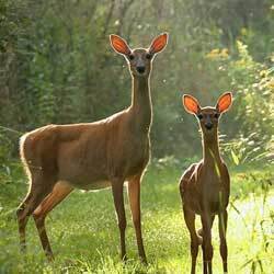 Deer & Wildlife