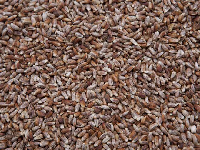 nutrasaff safflower seed