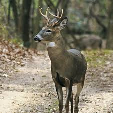 Deer / Wildlife