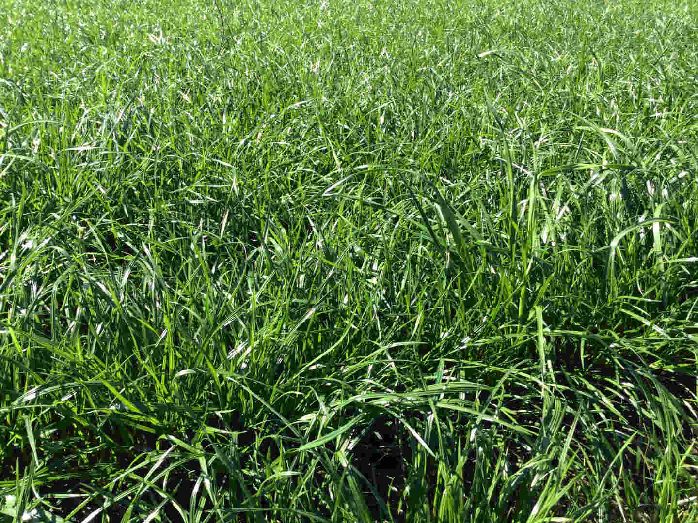 perennial ryegrass characteristics