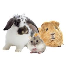 Small Animals