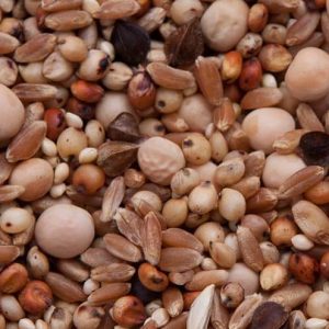 No Corn Regular Pigeon Mix (13%)